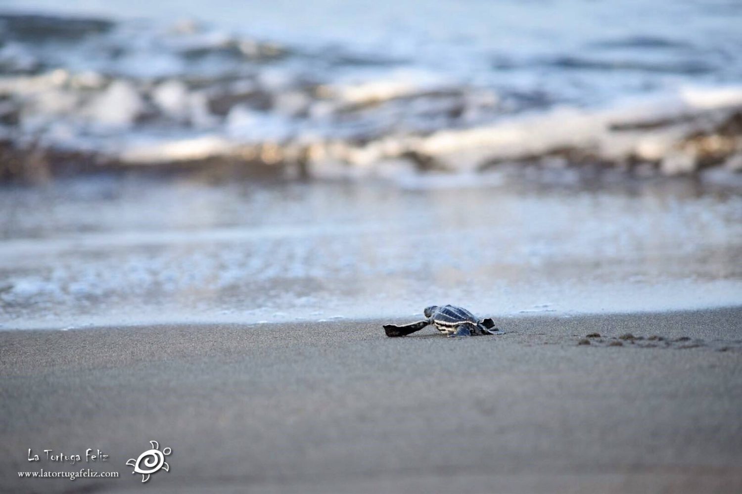 Volunteer in Costa Rica with Sea Turtles