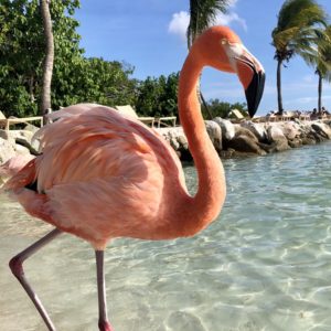 Aruba honeymoon Renaissance Island Flamingos